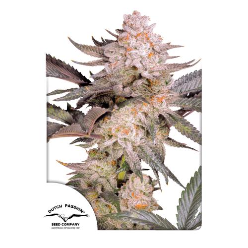 DUTCH PASSION - ORANGE BUD 2.0 FEM - 3 SEEDS