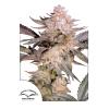DUTCH PASSION - ORANGE BUD 2.0 FEM - 5 SEEDS