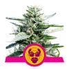 NEW - ROYAL QUEEN SEEDS - GRANDADDY PURPLE FEM - 1 SEME