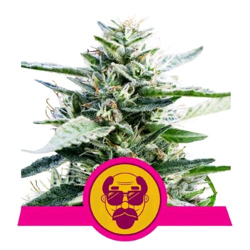 NEW - ROYAL QUEEN SEEDS - GRANDADDY PURPLE FEM - 10 SEEDS