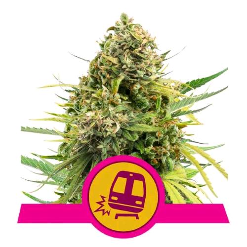 NEW - ROYAL QUEEN SEEDS - TRAINWRECK FEM - 1 SEME
