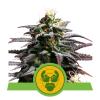 ROYAL QUEEN SEEDS - GRANDADDY PURPLE AUTO - 3 SEEDS