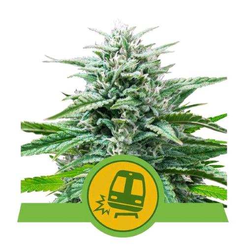 ROYAL QUEEN SEEDS - TRAINWRECK AUTO - 1 SEME 
