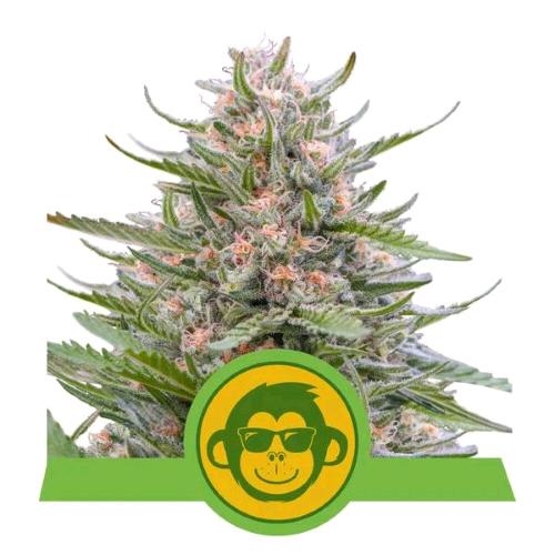 ROYAL QUEEN SEEDS - GRAPE APE AUTO - 3 SEEDS