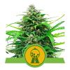 NEW - ROYAL QUEEN SEEDS - PINK RUNTZ AUTO - 1 SEME 