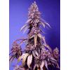 SWEET SEEDS - BLACK MUFFIN FEM - F1 FAST VERSION - 100 SEMI