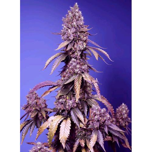 SWEET SEEDS  - BLACK MUFFIN FEM - F1 FAST VERSION - 5+2 SEEDS