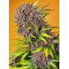 SWEET SEEDS - DIABLO ROJO XL AUTO - 100 SEMI