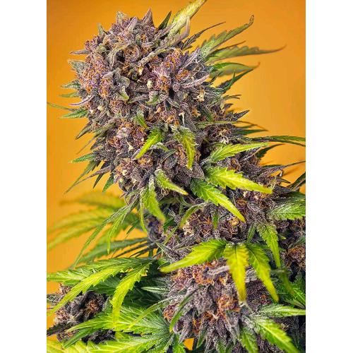 SWEET SEEDS - DIABLO ROJO XL AUTO - 5+2 SEMI