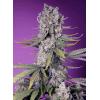 SWEET SEEDS - PAPAYA ZOAP AUTO - 5+2 SEMI