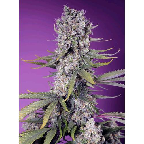 SWEET SEEDS - PAPAYA ZOAP AUTO - 5+2 SEEDS