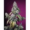 SWEET SEEDS - JEALOUSY Z XL AUTO - 3+1 SEEDS