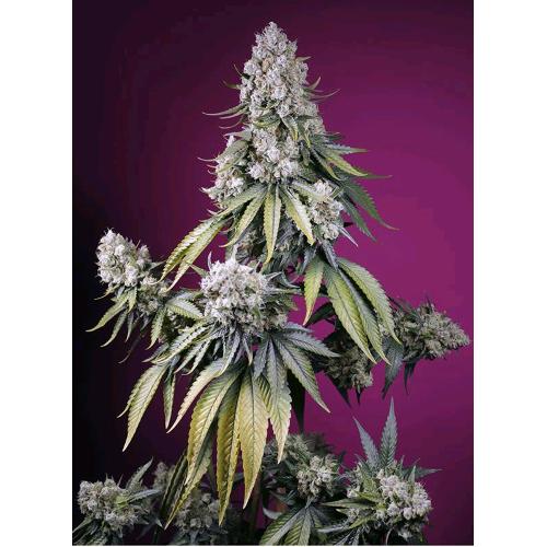 SWEET SEEDS - JEALOUSY Z XL AUTO - 25 SEEDS