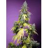 SWEET SEEDS - JET FUEL MANDARINE XL AUTO - 3+1 SEEDS