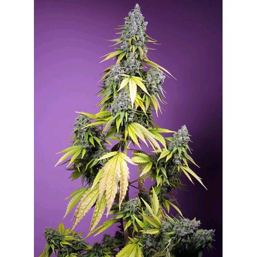 SWEET SEEDS - JET FUEL MANDARINE XL AUTO - 500 SEMI