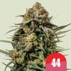 ROYAL QUEEN SEEDS X TYSON - GELATO 44 FEM - 10 SEEDS