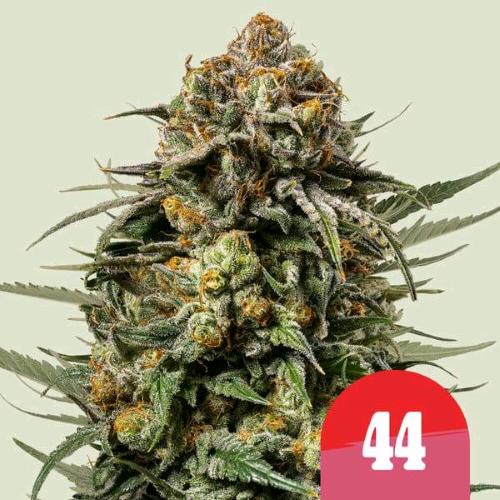 ROYAL QUEEN SEEDS X TYSON - GELATO 44 FEM - 10 SEEDS