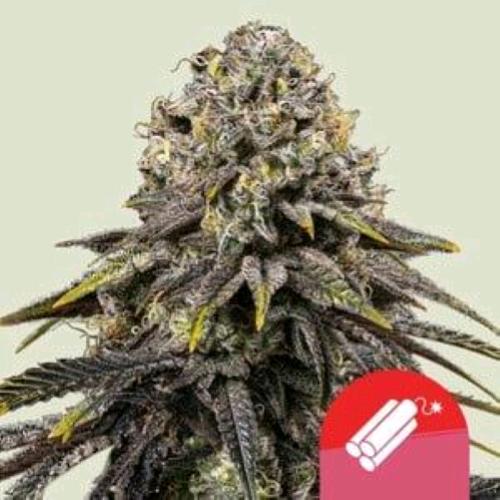 ROYAL QUEEN SEEDS X TYSON - DYNAMITE DIESEL FEM - 10 SEEDS