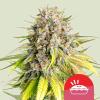 ROYAL QUEEN SEEDS X TYSON - PUNCH PIE FEM - 3 SEEDS