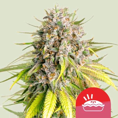 ROYAL QUEEN SEEDS X TYSON - PUNCH PIE FEM - 10 SEEDS