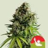 ROYAL QUEEN SEEDS X TYSON - NYC SOUR D AUTO - 1 SEME 