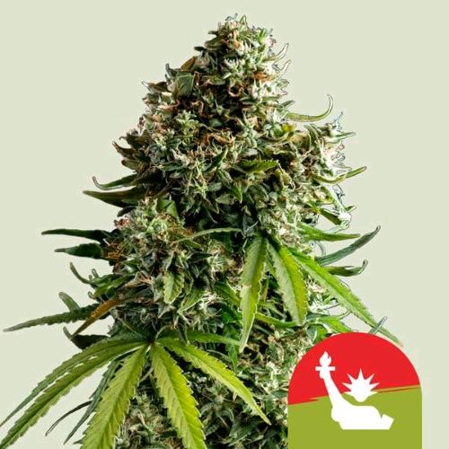 ROYAL QUEEN SEEDS X TYSON - NYC SOUR D AUTO - 5 SEEDS