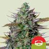 ROYAL QUEEN SEEDS X TYSON - GOAT'LATO AUTO - 3 SEMI