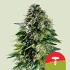 ROYAL QUEEN SEEDS X TYSON - CORKSCREW AUTO - 3 SEMI