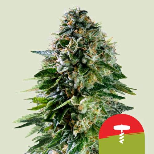 ROYAL QUEEN SEEDS X TYSON - CORKSCREW AUTO - 5 SEMI