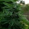 DELICIOUS SEEDS - LORD KUSH FEM - 10 SEMI