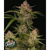 FAST BUDS - GUAVA AUTO - 3 SEMI
