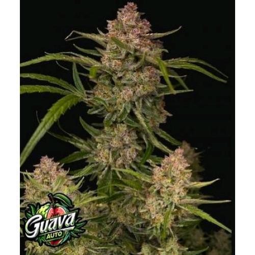 FAST BUDS - GUAVA AUTO - 1 SEME