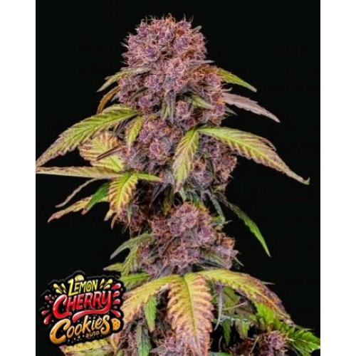 FAST BUDS - LEMON CHERRY COOKIES - 100 SEEDS