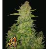 FAST BUDS - PAPAYA COOKIES AUTO - 3 SEMI