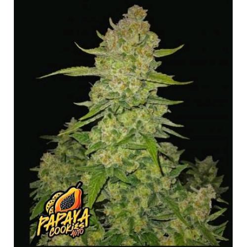 FAST BUDS - PAPAYA COOKIES AUTO - 50 SEEDS