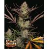 FAST BUDS - APPLE STRUDEL AUTO - 5 SEMI