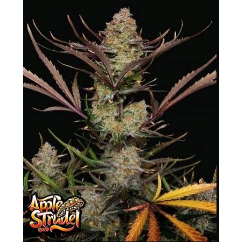 FAST BUDS - APPLE STRUDEL AUTO - 100 SEMI