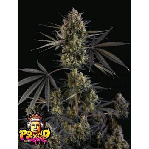 FAST BUDS - POUND CAKE AUTO - 5 SEEDS