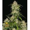 FAST BUDS - SOUR JEALOUSY AUTO - 100 SEEDS