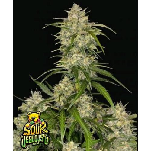 FAST BUDS - SOUR JEALOUSY AUTO - 2 SEMI