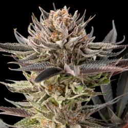 SILENT SEEDS - LEMON TREE 2.0 FEM - 5 SEMI