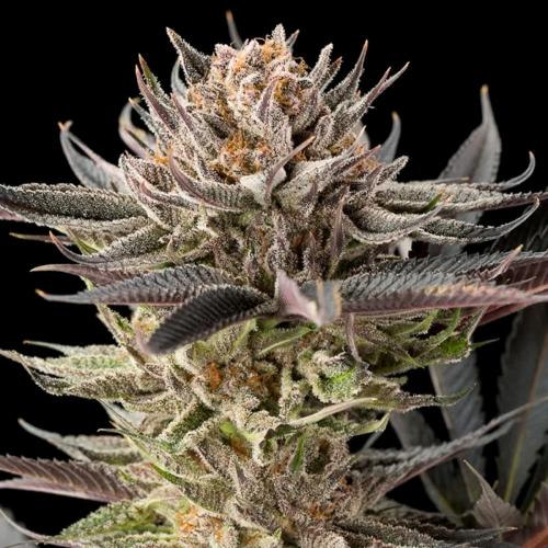 SILENT SEEDS - LEMON TREE 2.0 FEM - 5 SEMI