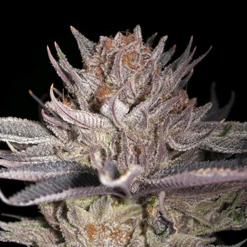 SILENT SEEDS - LEMON TREE 2.0 FEM - 5 SEMI