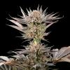 SILENT SEEDS - LEMON TREE 2.0 FEM - 3 SEMI