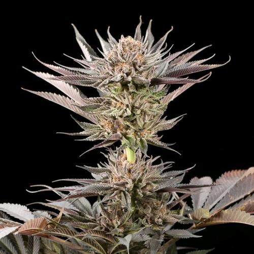 SILENT SEEDS - LEMON TREE 2.0 FEM - 5 SEMI