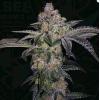 TH SEEDS - PURE RUNTZY FEM - 6+1 SEMI