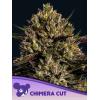 ANESIA SEEDS - CHIMERA CUT FEM - 5 SEMI