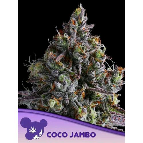 ANESIA SEEDS - COCO JAMBO FEM - 10 SEMI