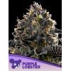 ANESIA SEEDS - PURPLE LOBSTER FEM - 3 SEMI