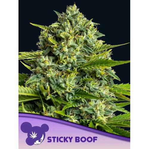 ANESIA SEEDS - STICKY BOOF FEM - 5 SEMI